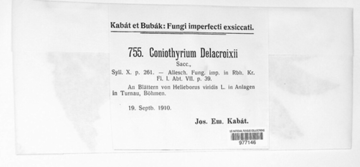 Phyllostictella delacroixii image